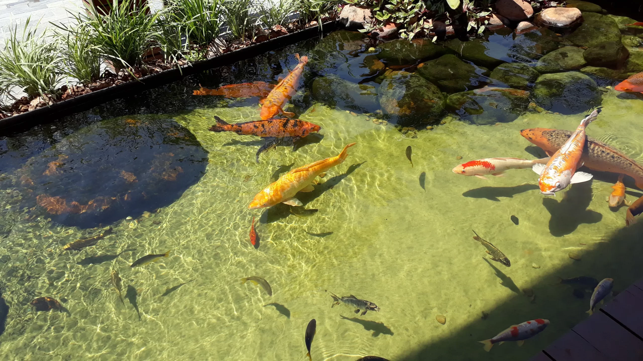 Fish Pond Waterproofing